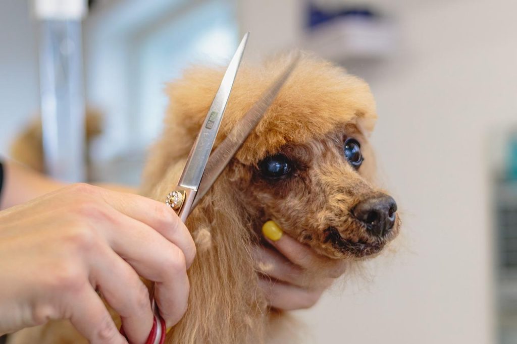 Professionele hondentrimmer in Almelo verzorgt een hond met aandacht en expertise voor optimale grooming