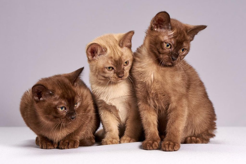 Dierenspeciaalzaak in Hoorn winkelvoorkant met uitgebreide assortiment huisdierbenodigdheden en vriendelijk personeel