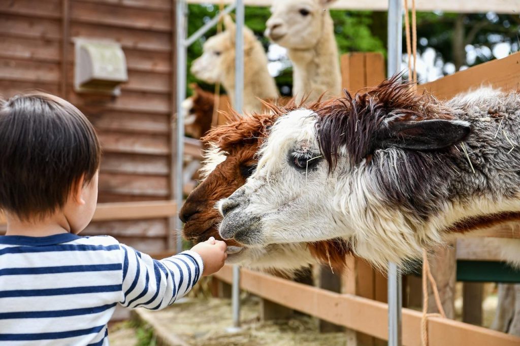 Kinderboerderij in Etten-Leur met kinderen die genieten van dieren en educatieve activiteiten in een groene omgeving