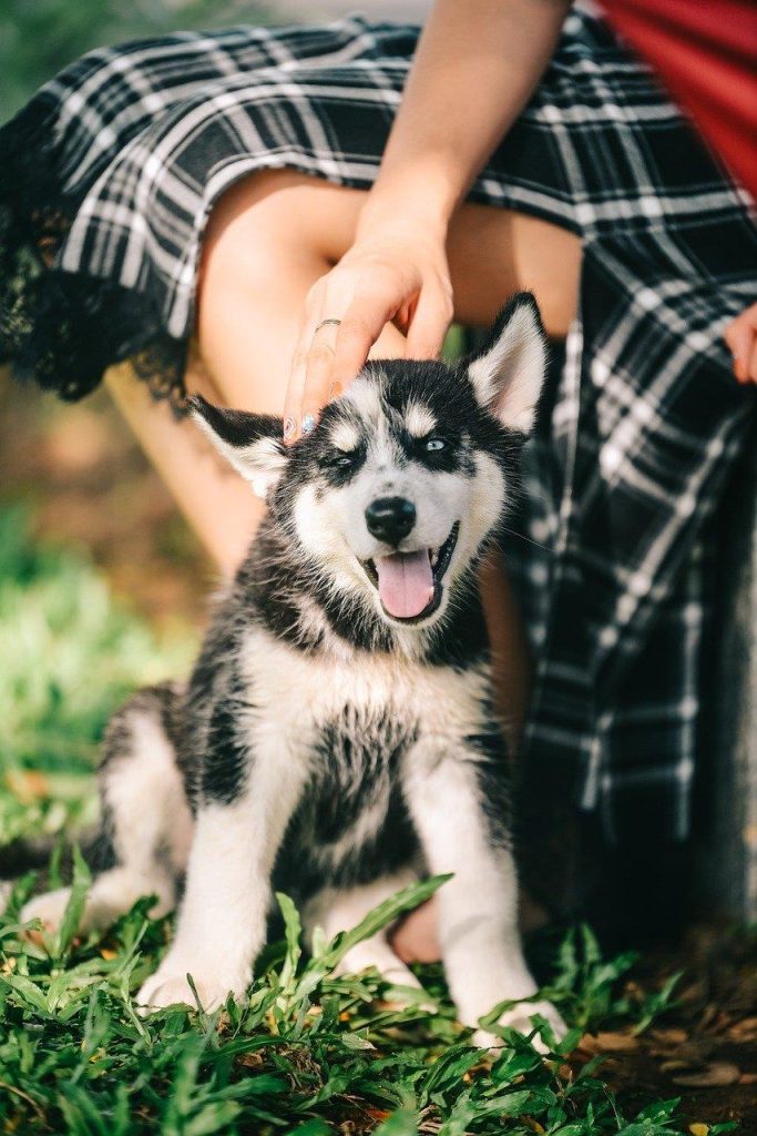 Verantwoorde hondenfokker in Roosendaal met gezonde puppy's in liefdevolle omgeving, voorbeeld van ethische fokkerij